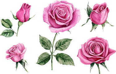 Fototapeta premium set of pink roses isolated
