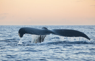 A humpback whale shows its tail with water streaming off of it in the golden hour twilight as it dives deep