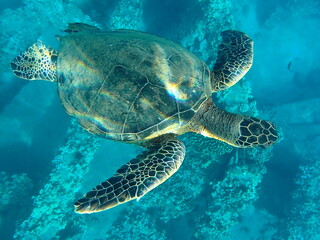 Green sea turtle swimming in very clear water just below the camera with sun rays lighting it up from above