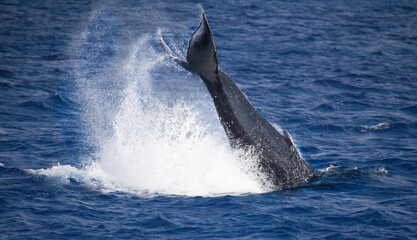 A humpback whale throws its tail out of the water in a dynamic behavior called a peduncle throw