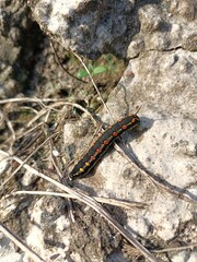 In its natural process, the caterpillar looks for a place to become a cocoon and then becomes a...