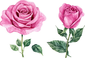 pink rose isolated on white background