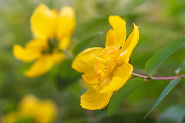 Fototapeta premium sungold St.John's wort