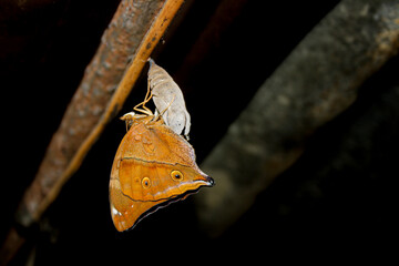 Photo of a butterfly cocoon hangs on the iron