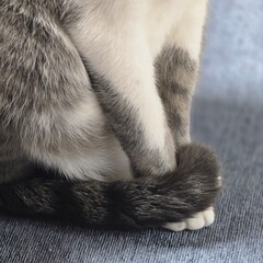 내가 찍은 귀여운 고양이