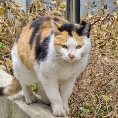 내가 찍은 귀여운 고양이