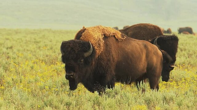 American bison standing in open plains at Yellowstone National Park, side angled profile in natural habitat