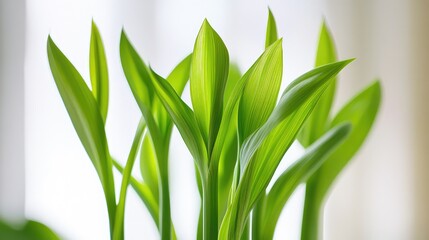 Obraz premium A close-up shot of perennial plant stems with soft morning light and ample space around it for customization.