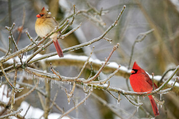 Male and Female Cardinals Perched on Icy Branches in Winter