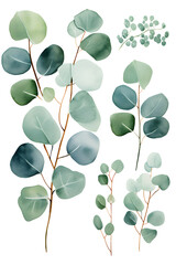 Obraz premium Digital eucalyptus watercolor set print pattern flower abstract graphic poster background