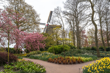 Obraz premium Bright tulip fields of Keukenhof, Netherlands, with stunning floral arrangements in South Holland