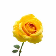 a yellow rose covered with dewdrops isolated on the white background