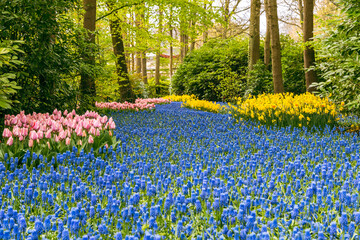 Blooming tulip gardens of Keukenhof in Lisse, Netherlands, showcasing the beauty of Dutch springtime