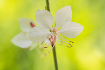white guara, bee blossom