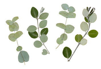 Pressed dry eucalyptus leaves on white background. For use in floral arrangements, herbariums, scrapbooking.