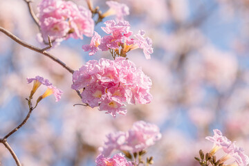 Tabebuia rosea also called pink poui, and rosy trumpet tree. Pink Flower blooming. Romantic Scene