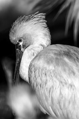 Portrait en noir et blanc d'une spatule blanche