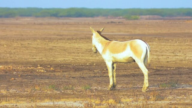 Indian Wild Ass Grazing at Wild Ass Sanctuary, Little Rann of Kutch, Gujarat
