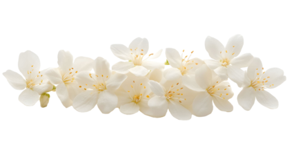Jasmine flowers isolated on transparent background