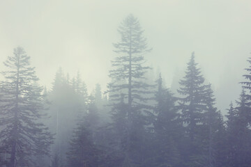 Fog in the forest