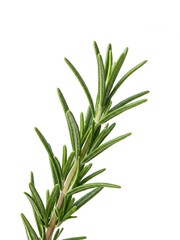 Fototapeta premium Close-up photo of a single sprig of rosemary, showcasing its delicate leaves and texture, isolated on a white background
