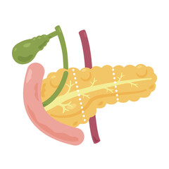 膵臓、胆嚢、十二指腸の構造イラスト2