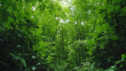 Fototapeta premium Lush rainforest canopy, sunlight filtering through leaves, jungle path, nature background, ideal for travel brochures