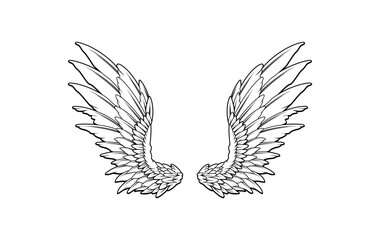 Obraz premium editable wings vector, wings angle, black and white, hawk wings, eagle wings, bird wing, feather, isolated background, 
