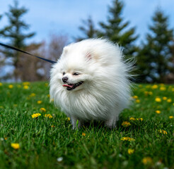white pomeranian dog on grass