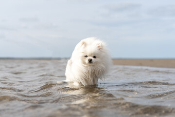 dog on the beach