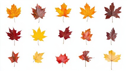 Collection of vibrant autumn maple leaves in various colors on white background