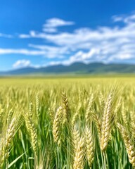 Fototapeta premium A breathtaking field of golden wheat under a clear blue sky, with distant mountains framing the serene landscape.