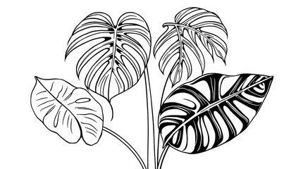 Minimalist Line Art of Tropical Leaves 2