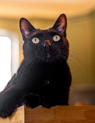 black cat with yellow eyes