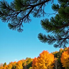 Pine tree's branches stretch towards the blue sky with golden autumn colors in the background, forest, fall