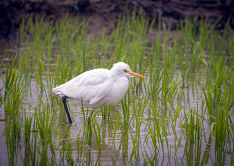 Cattle egret walking on a paddy field.this photo was taken from Bangladesh.