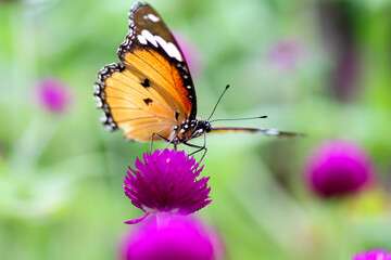 Single colorful butterfly on pink flower in summer garden macro closeup background