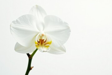 Delicate white dendrobium orchid stem on white background, isolated, elegance