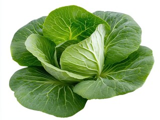 Obraz premium Fresh green cabbage with crisp leaves.