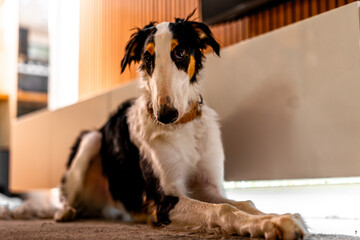 Borzoi dog portrait
