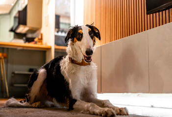 Borzoi dog portrait