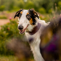 Portrait of a Borzoi dog