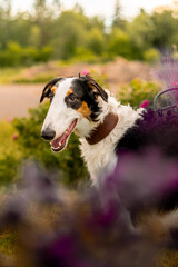 Portrait of a Borzoi dog