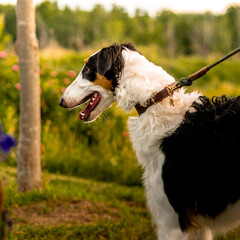 Portrait of a Borzoi dog