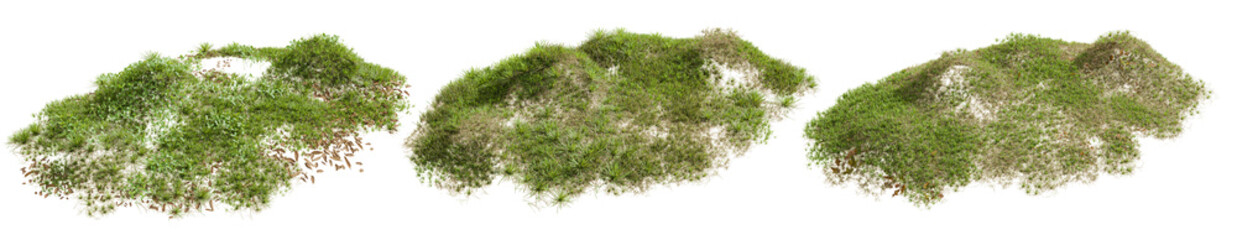 grass isolated on white background