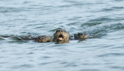 Fototapeta premium North American River Otter Trio