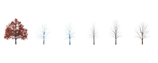 Transformation of Trees Through Seasons in a Colorful Display