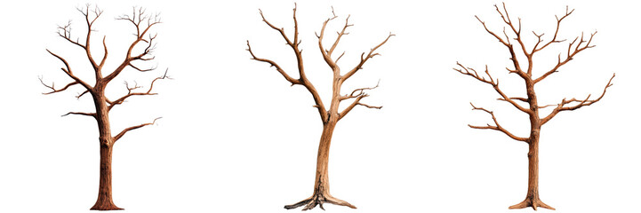 Fototapeta premium Three Unique Bare Trees Displaying Distinct Branching Patterns