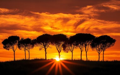 Obraz premium Dramatic sunset with silhouetted pine trees against vibrant orange sky