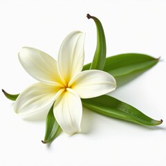 Obraz premium White frangipani flower with yellow center and two green vanilla bean pods, isolated on white background